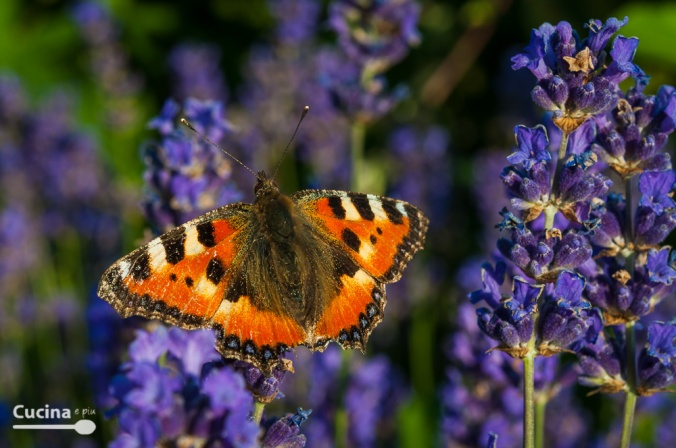 Schmetterling auf Lavendel-1